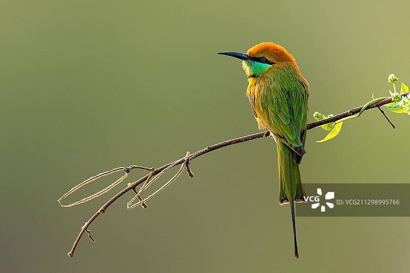 泰国清迈树枝上栖息的鸟类特写图片素材