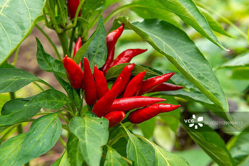 生长中的红色朝天椒图片素材