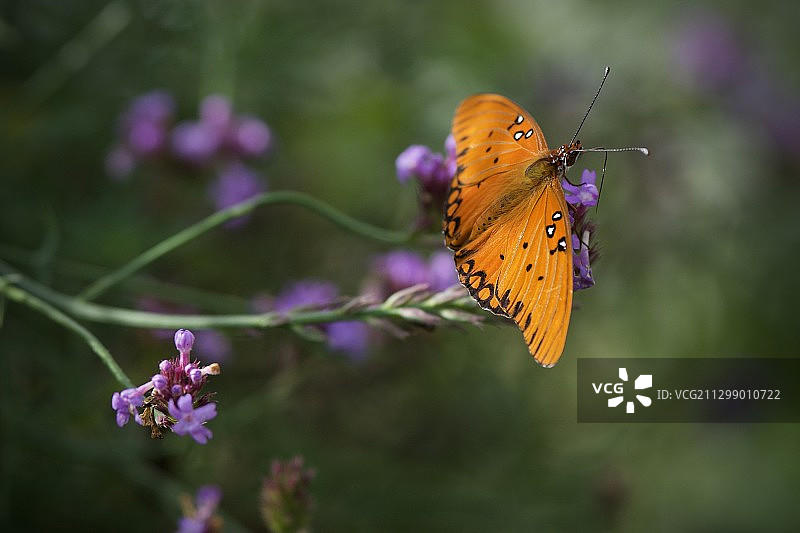 美国联合市，蝴蝶在紫色花朵上授粉特写图片素材