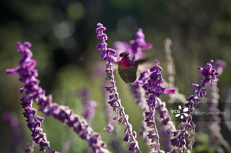 紫色花朵上昆虫特写，美国联合市图片素材