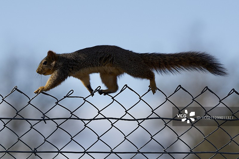美国弗里蒙特，围栏上的松鼠侧视图图片素材
