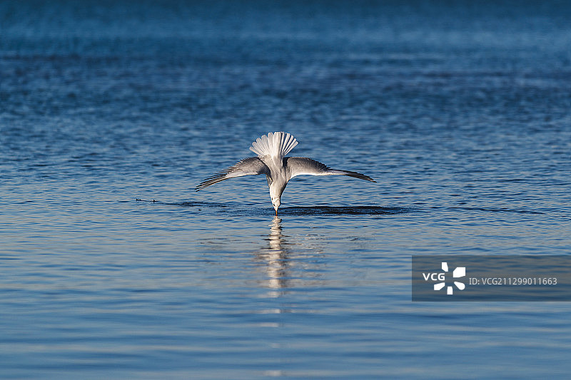 意大利奥斯蒂亚海面上飞鸟的俯视照片图片素材