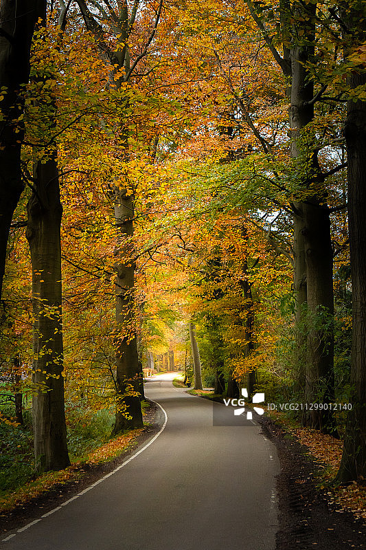 荷兰加德伦秋季森林中树木间的道路景观图片素材