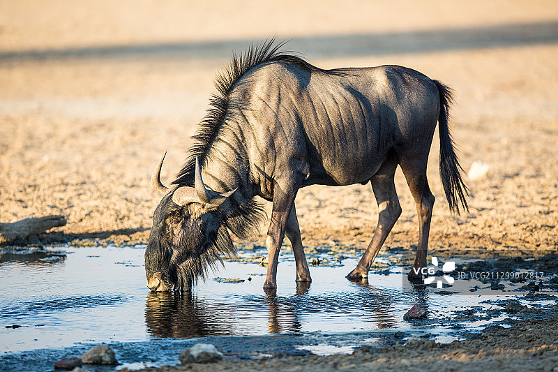 站在田野上的大象的侧视图图片素材