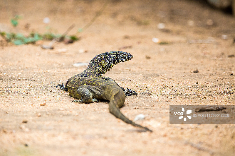 陆地上蜥蜴的特写图片素材