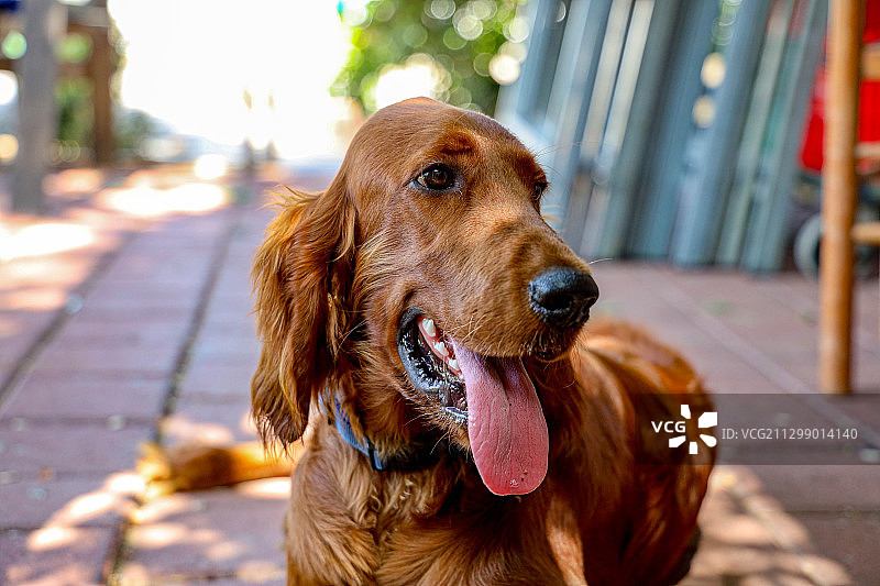 在以色列基里亚特比亚利克，狗狗坐在人行道上看向远方的特写图片素材