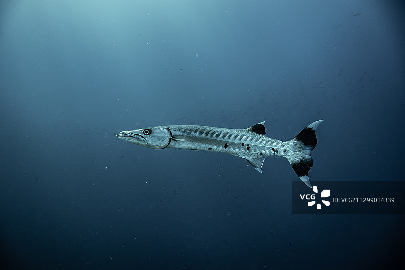 马尔代夫希塔杜岛海中游动的鱼的俯视照片图片素材