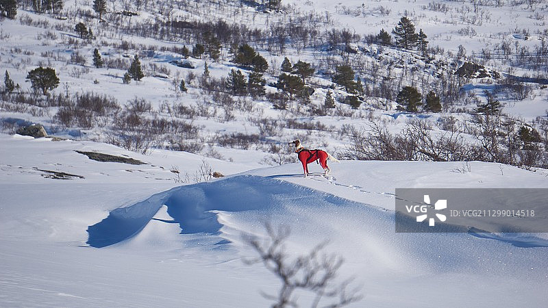 在挪威松达尔瑟拉的雪地上行走的女人图片素材