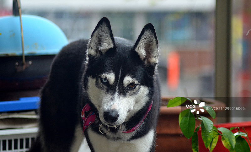 加拿大蒙特利尔的狗狗特写肖像图片素材