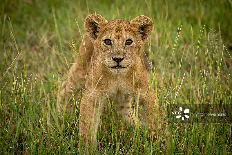 母狮在田野上的肖像图片素材