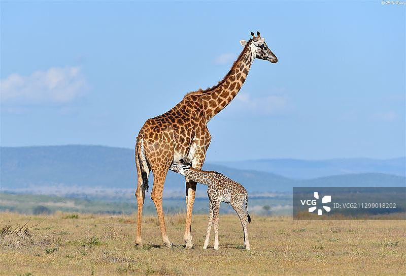 坦桑尼亚穆古穆草原上长颈鹿的侧面图片素材