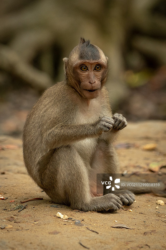 越南CN Gi，坐在岩石上的猴子肖像图片素材