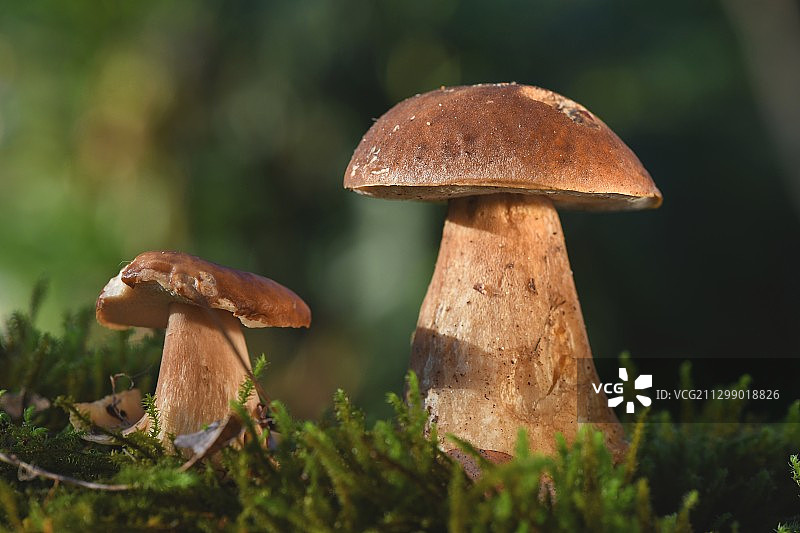 法国阿图尔田野生长的蘑菇特写图片素材