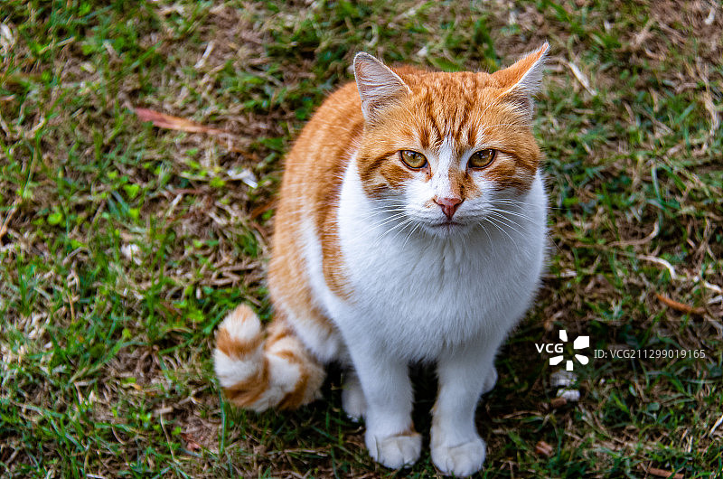 土耳其巴赫切利耶夫勒的猫的高角度肖像图片素材