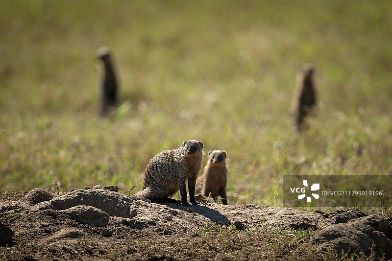 坦桑尼亚穆古穆，草原犬鼠的特写图片素材