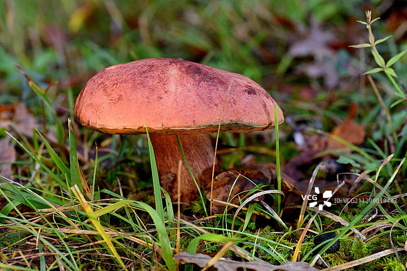 法国康康，田野上的毒蝇伞蘑菇特写图片素材