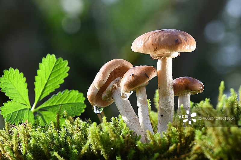 法国圣桑福里安树上生长的蘑菇特写图片素材