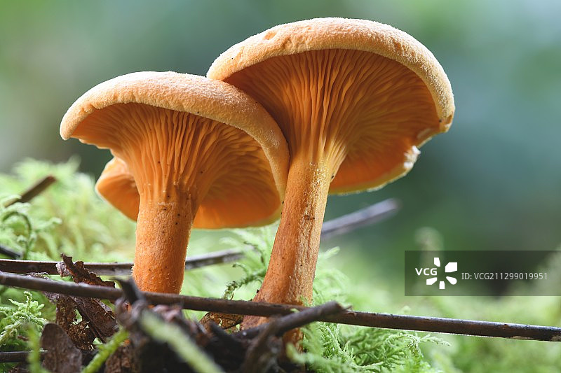 法国蒙卡雷：田野中生长的蘑菇特写图片素材