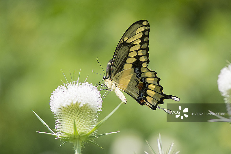 美国Newport花朵上蝴蝶授粉特写图片素材