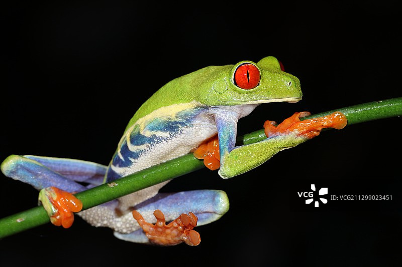 哥斯达黎加拉维尔亨黑色背景下的树枝上的青蛙特写图片素材