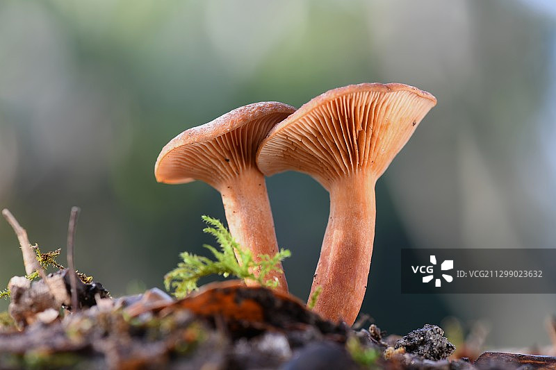 法国蒙巴齐亚克田野生长的蘑菇特写图片素材