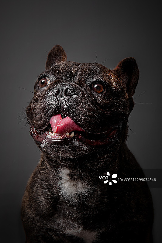 法国斗牛犬图片素材