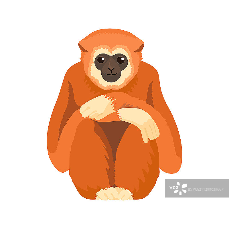 野生长臂猿图片素材