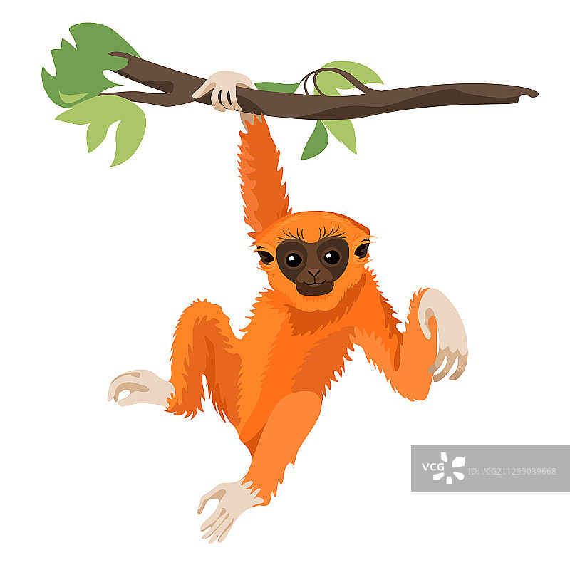 野生长臂猿图片素材