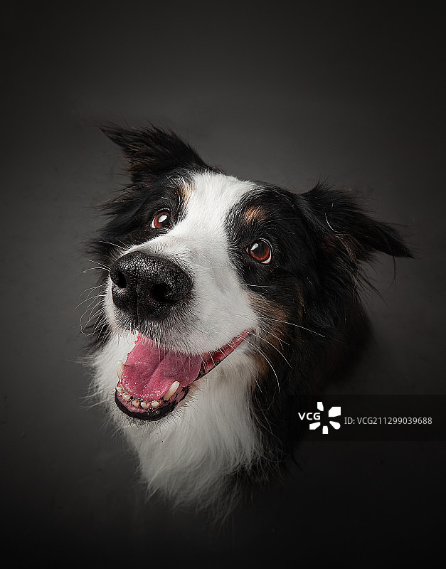 边境牧羊犬图片素材