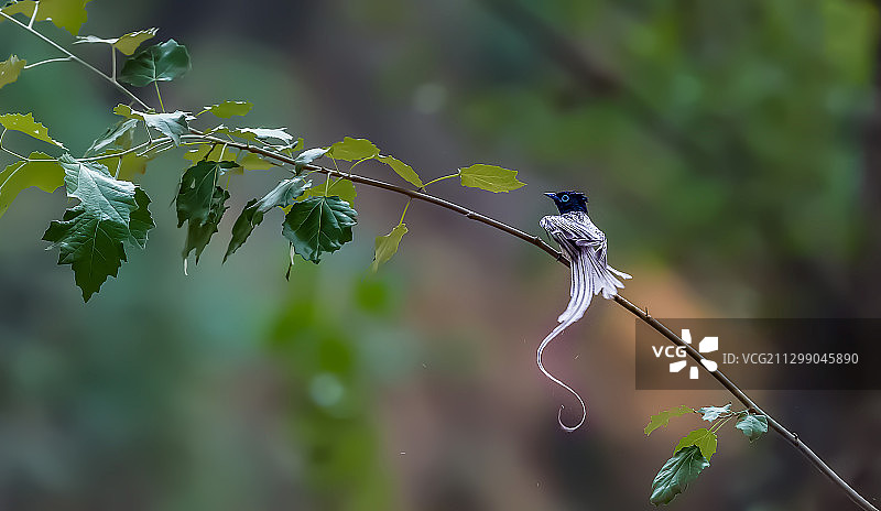 山中仙子～绶带～图片素材