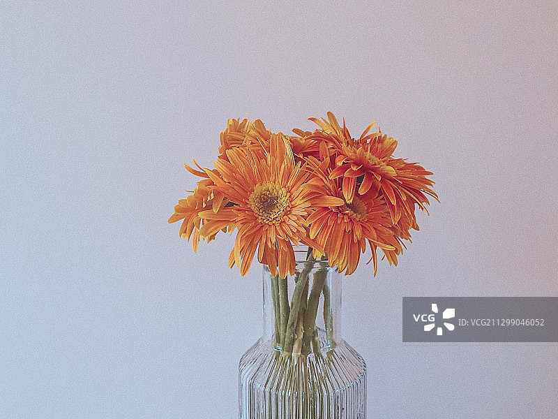 只是非洲菊图片素材