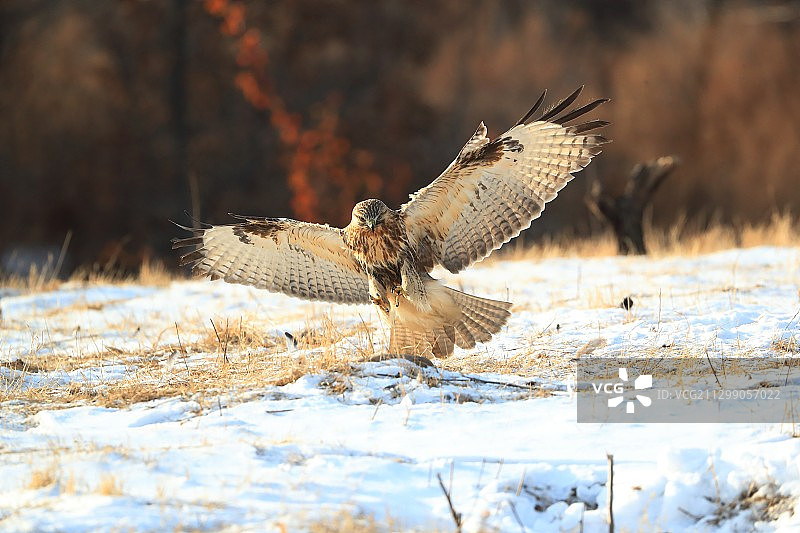 大鵟《降落》图片素材