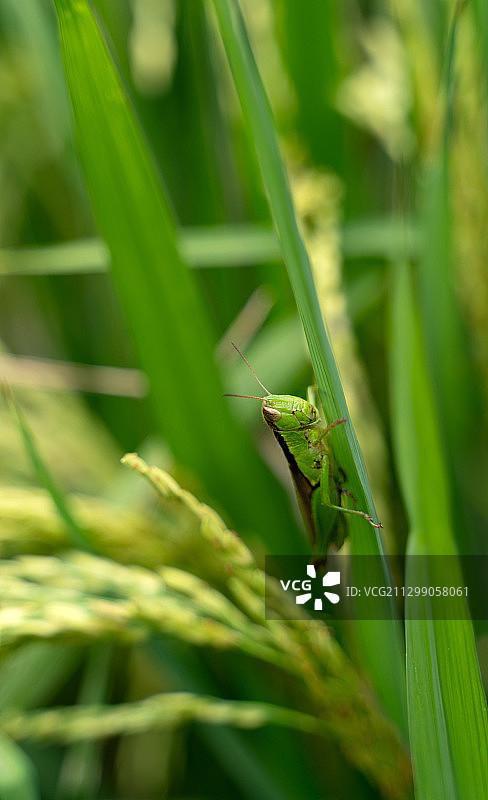 稻叶上的蚂蚱图片素材