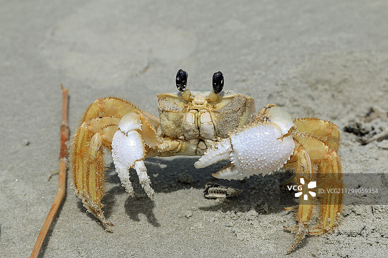 海滩沙地上的螃蟹特写图片素材