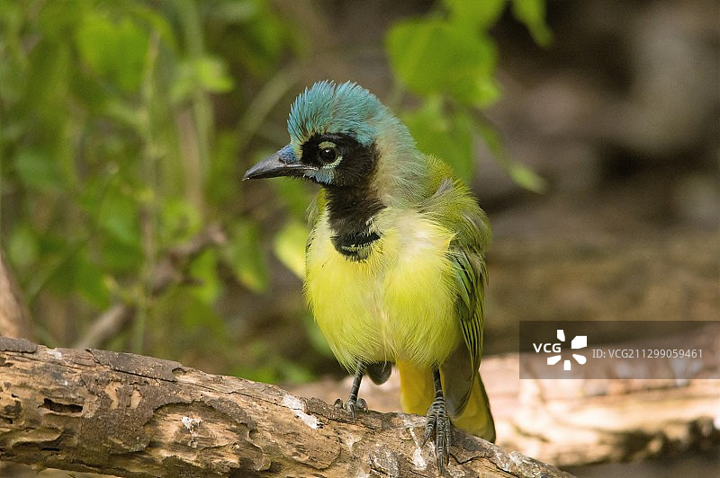 栖息在树枝上的鸟类特写图片素材