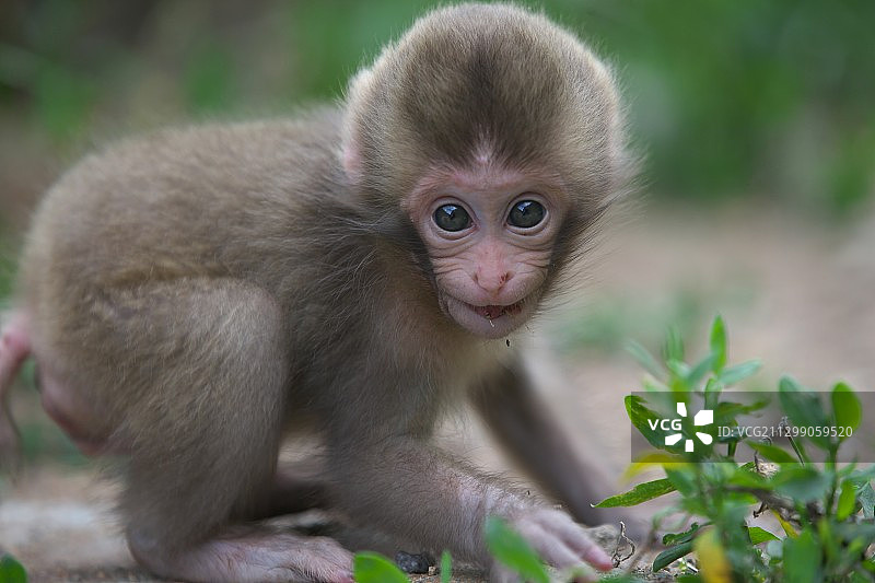日本中野坐在植物上的猴子肖像图片素材
