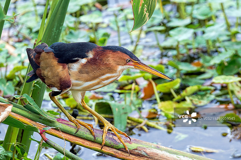鸟栖息在树枝上的特写，美国图片素材