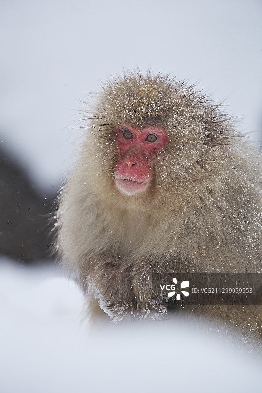 日本中野冬季猴子特写图片素材