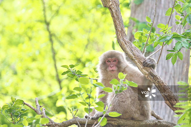 日本中野，猴子坐在森林树干上的肖像图片素材