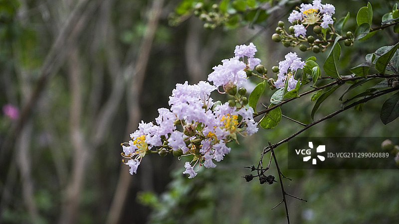 紫薇花图片素材
