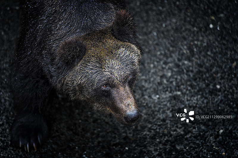 亚洲，日本，北海道，旭川动物园，动物园图片素材