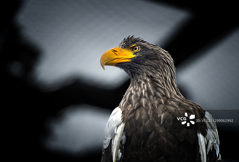 亚洲，日本，北海道，旭川动物园，动物园图片素材