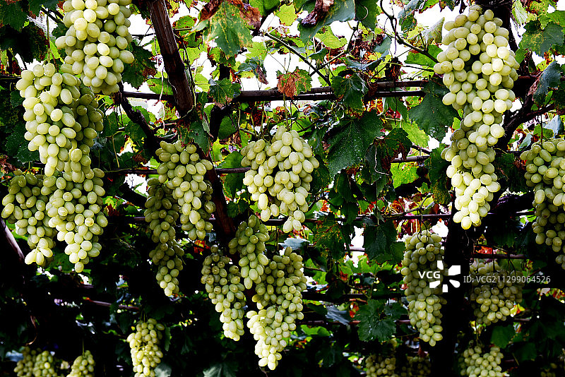 河北张家口“宣化城市传统葡萄园”和白牛奶葡萄图片素材