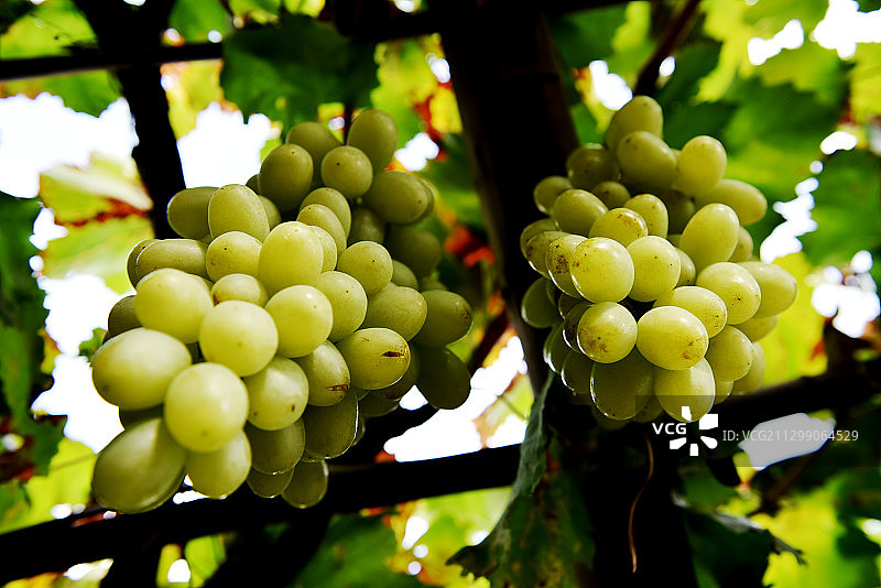 河北张家口“宣化城市传统葡萄园”和白牛奶葡萄图片素材