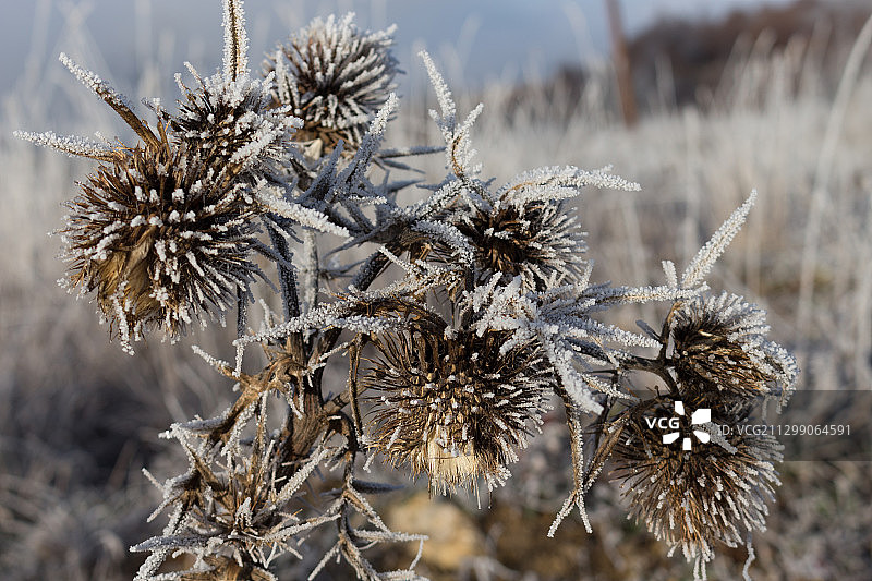 科拉欣，黑山：田野上的干燥植物特写图片素材
