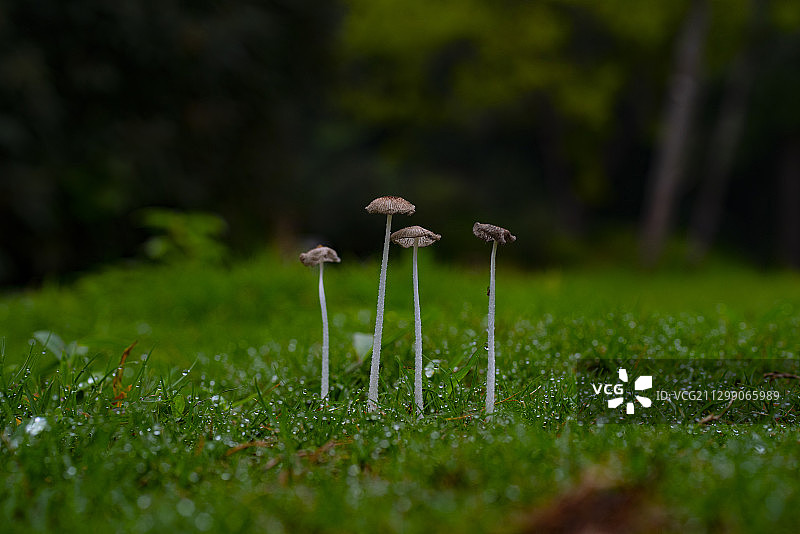 雨后的草地上的菌子图片素材