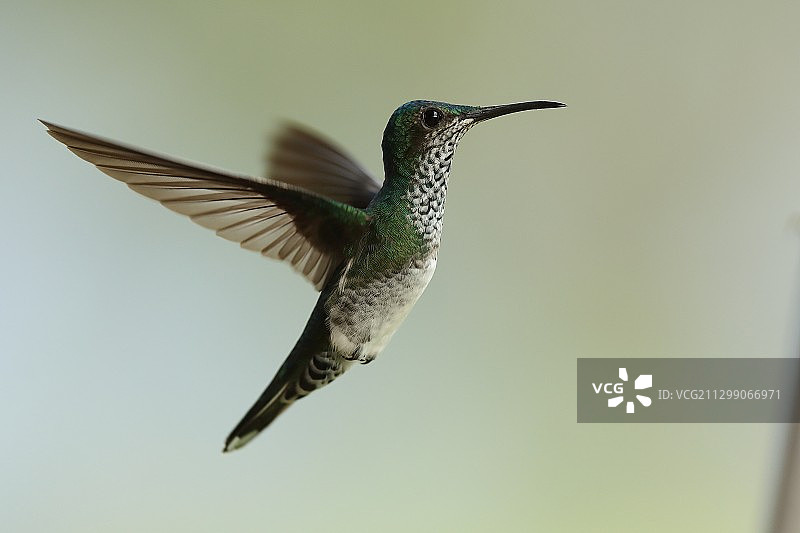 户外飞鸟的特写图片素材