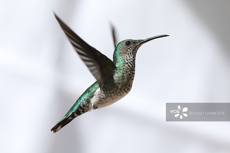 户外飞鸟的特写图片素材