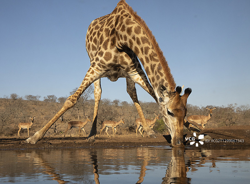 站在湖边的长颈鹿图片素材