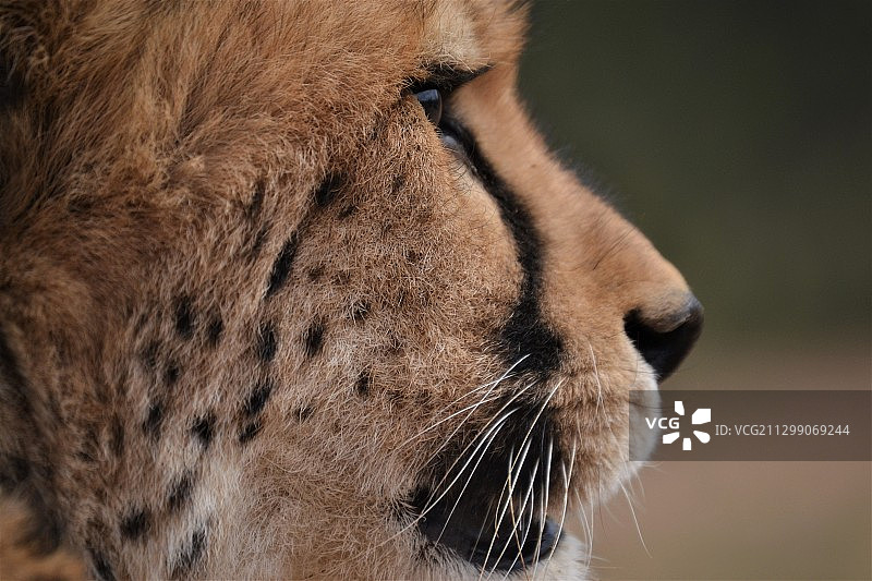 一头母狮看向远方，纳米比亚戈巴比斯特写图片素材